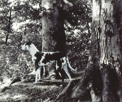 Marc Lüders, Hund 398-3-4